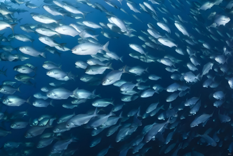 Oxygen Generators for Aquaculture Fish Farming Oxygen Generators for Aquaculture Fish Farming